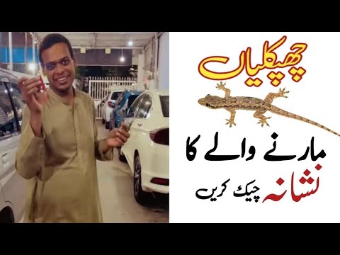 Excellence of Lizard Killer