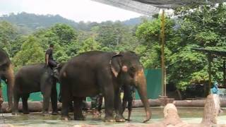 preview picture of video 'National Elephant Conservation Centre, Kuala Gandah Pahang'
