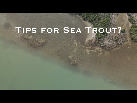 Tips for Fly Fishing for Sea Trout |