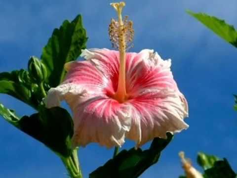 Talofa Taulanga Vava'u - Kuila