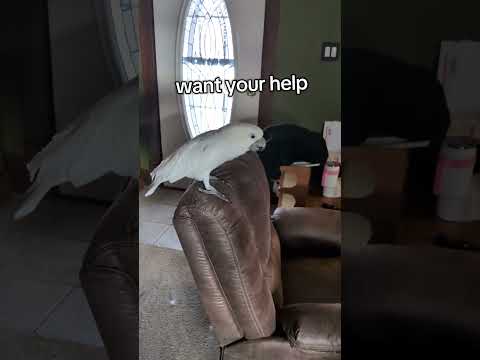 Furby kann fliegen! #furbythebirb #fliegen #flügel #vogel