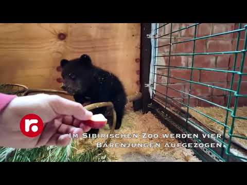 Im Sibirischen Zoo werden vier Bärenjungen aufgezogen