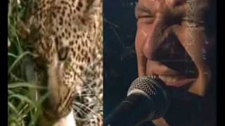 Blof - Mooie Dag (wildlife version)