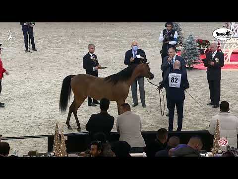 N 82 NAHIL AL KHALEDIAH   World Arabian Horse Championship 2021   PARIS   Yearling Colts Class 4A