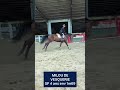 Caballo castrado Silla Franc&eacute;s En venta 2022 Bayo moreno