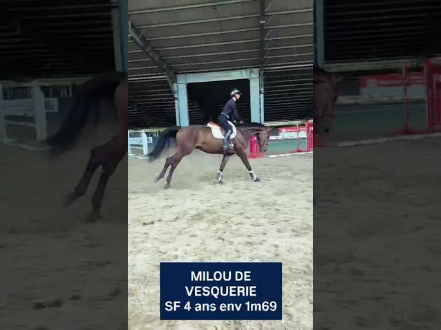Caballo castrado Silla Franc&eacute;s En venta 2022 Bayo moreno