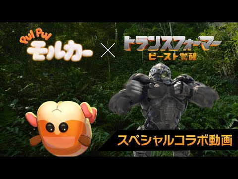 PUI PUI モルカー スペシャルコラボ動画