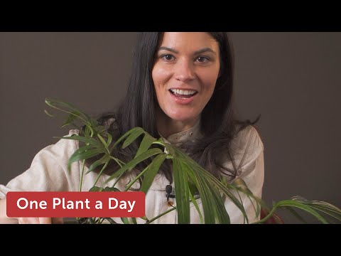 Amydrium zippelianum Houseplant Care—67 of 365