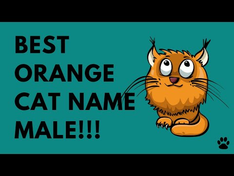 Orange Cat Name Male - 43 GREAT NAMES IDEAS - Names!!!
