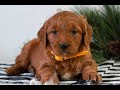 Goldendoodle dogs for sale: Ford  - Video 1