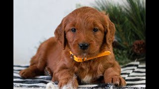 Video preview image #1 Goldendoodle Puppy For Sale in LITITZ, PA, USA