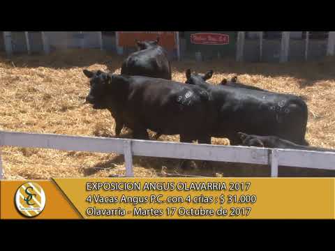 17-10-17 Venta de Hembras Angus P.P. y P.C. - Exposición Angus - Olavarria.