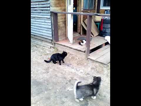 Спаривания Котов март месяц