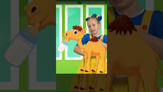 Lullaby for Camel #shorts