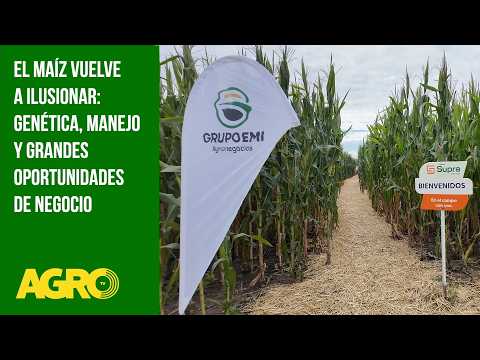 El maíz vuelve a ilusionar:genética, manejo y grandes oportunidades de negocio