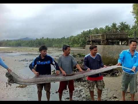 The giant sea creature Oarfish resurfaces, Mysterious sightings prompt fears