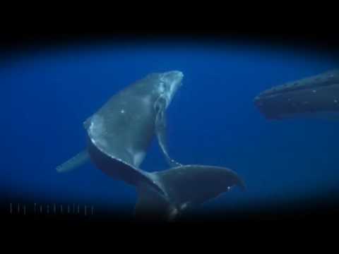 Sky Technology - Be Like Water  (Unofficial Video)