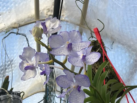 My Greenhouse in Hot Weather and a Back Bulb Division Update.