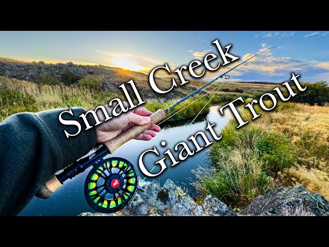 Tiny Stream, MASSIVE Trout — Why No One Fishes Here!?