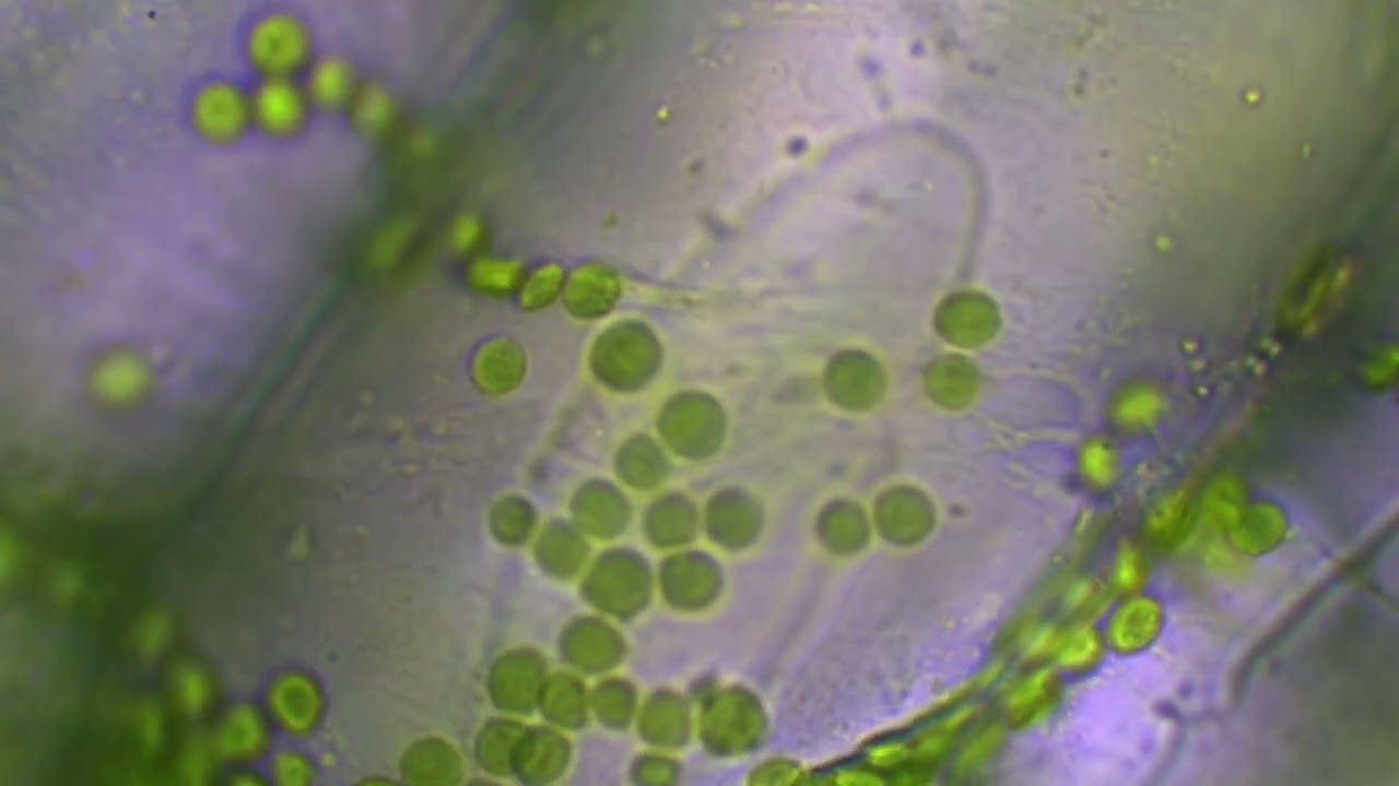 Chloroplasts in leaf cells
