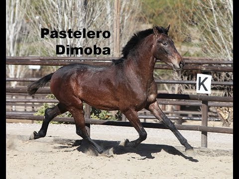Pastelero Dimoba (Publicado 28-1-2018)