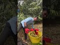 It Is Time To Cut Durian Do You Want To Taste It Durian Farmer Nature
