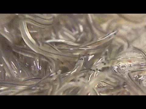 The price of baby elvers shoot up