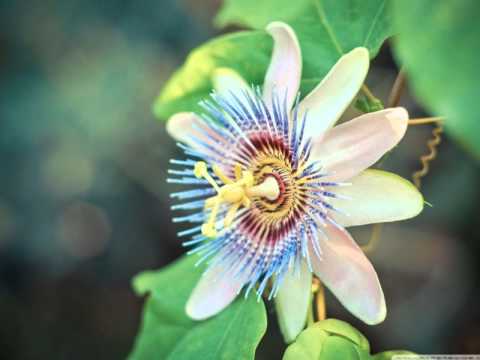 nice flower in india.