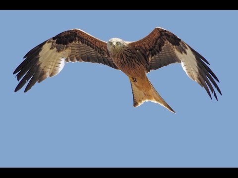 Der Rotmilan   (Fotos: Diego Piatti)