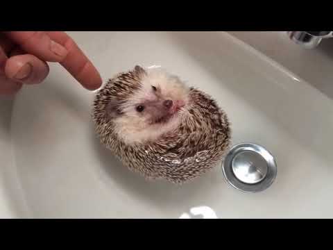 Der Assistent - Neue Lunge (Official Video)