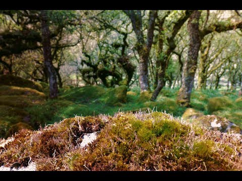 download lagu mp3 mp4 Wistmans, download lagu Wistmans gratis, unduh video klip Wistmans