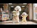 Baby Puppy Mom Dog Finally Get A Heartwarming Ending They Deserve Funny Dog ​​Videos