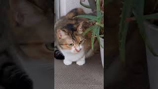 猫 Cat #Shorts