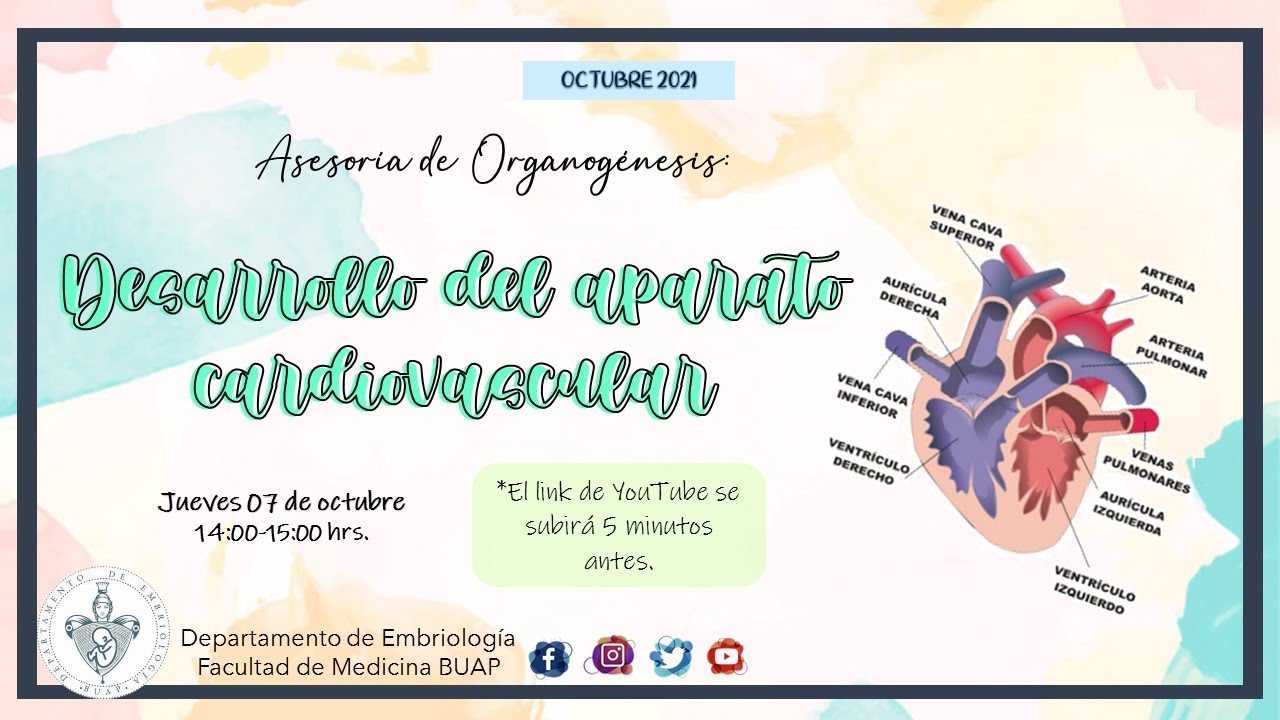 Desarrollo del Aparato Cardiovascular I Cardiogénesis I Laboratorio de Embriología BUAP