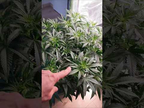 Humboldt Blueberry Muffin - Flower Week 1 - entlauben & lollipoping