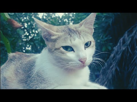 She’s a million different cats