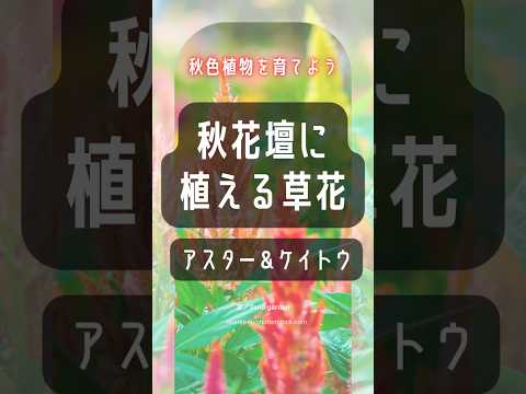 カラフルなオリジナルの秋のプランター、バルコニー、テラス、装飾的なキャベツ、家庭菜園用の緑の植物