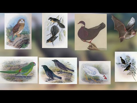 ilha de lord Howe / animais extintos