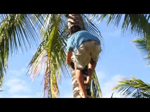 Lifecycle of the coconut tree