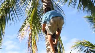 Lifecycle of the coconut tree Lifecycle of the coconut tree