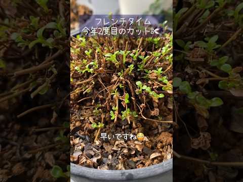 décore-balcon-plusieurs-plantes-porte-jardinières