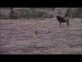 Lion Cub Thinks It Can Take On A Wildebeest