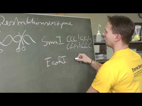 Kreidezeit 97: Restriktionsenzyme