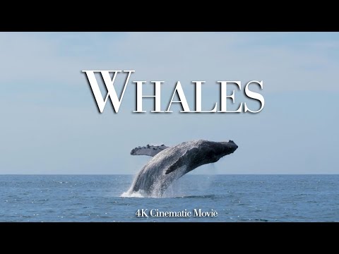 Whales — a 4K Cinematic Movie with Relaxing Music