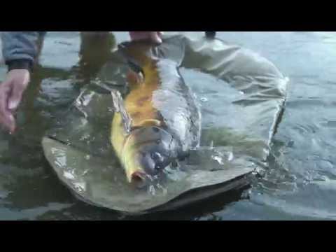 Matt Hayes - om hans syn på karpefiskeri