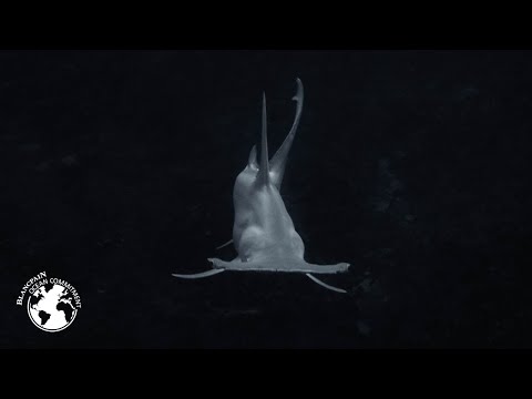 Mokarran Protection Society - EP1 - Blancpain Ocean Commitment