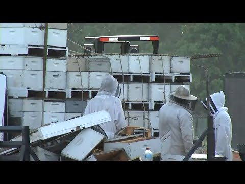 One million bees released in Florida truck crash | Raw video