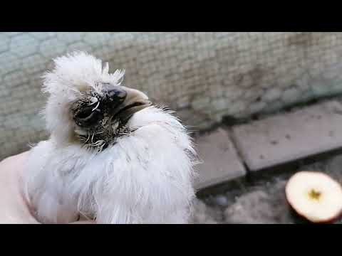 Kleine weiße Seidenhenne ist krank und stirbt 😓😓😓