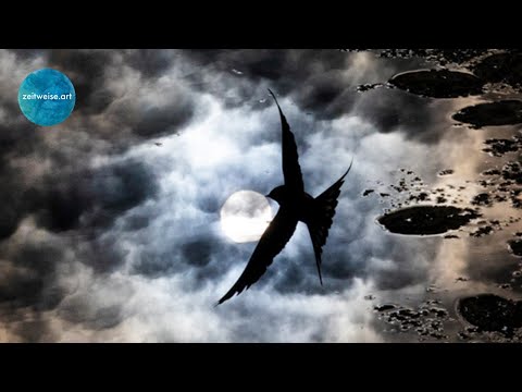 Von der IDEE zum BILD | Zeitweise Onlinekurs Naturfotografie