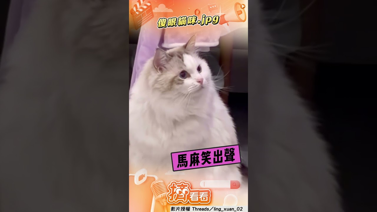 影音／男突嚐貓飼料「嚇壞兒子」！　轉頭見萌貓石化喊：不能吃嗎